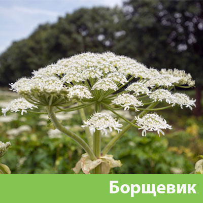 Уничтожение сорняка в Красноярске