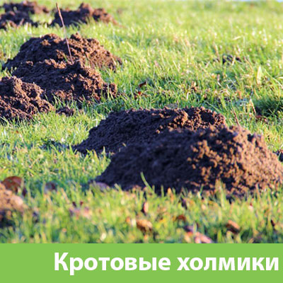 Кроты на участке в Красноярске