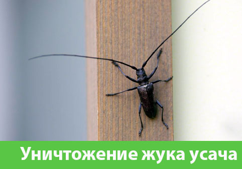 Обработка от жука усача в городе Крвсноярск