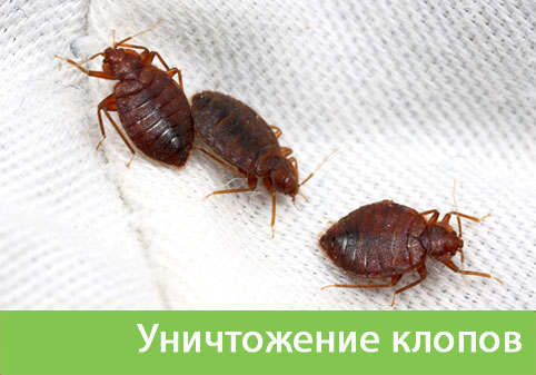Уничтожение клопов в городе Крвсноярск