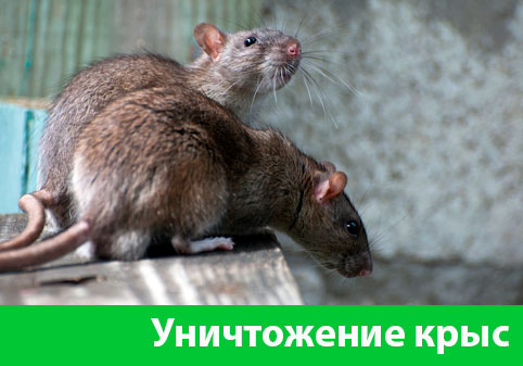 Уничтожение крыс в городе Крвсноярск