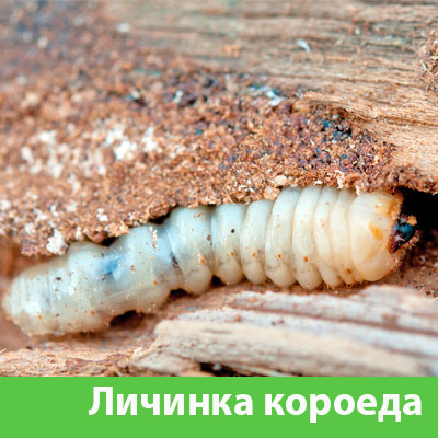 Уничтожение личинок короеда в Красноярске