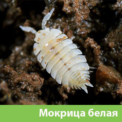Мокрица в Красноярске фото