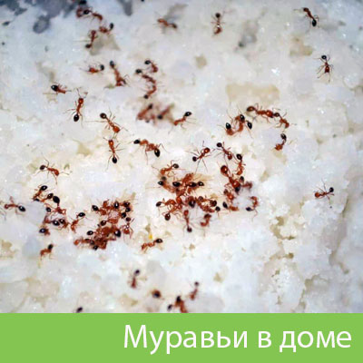 Муравьи в доме в Красноярске