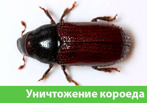 Обработка от короеда в городе Крвсноярск