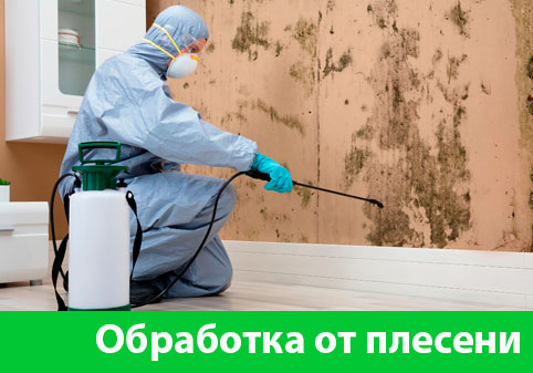 Обработка от плесени в городе Крвсноярск