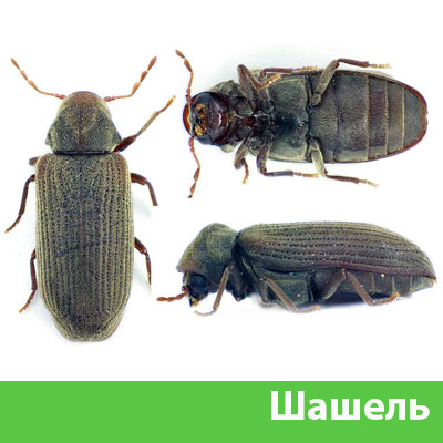 Обработка от шашеля в городе Крвсноярск