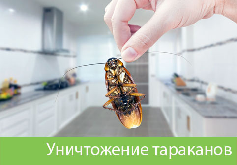 Уничтожение тараканов в городе Крвсноярск