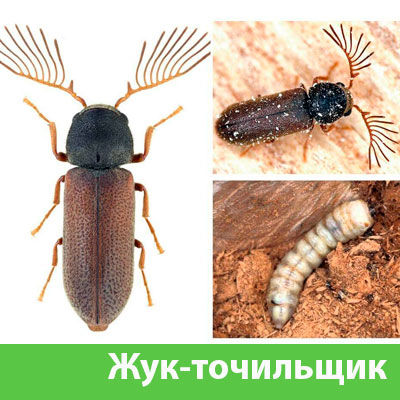 Уничтожение точильщика и личинок в Красноярске