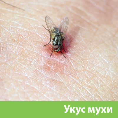 Уничтожение мух в Красноярске