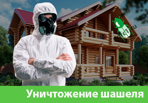 Уничтожение шашеля и личинок в Красноярске