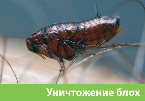 Уничтожение блох в городе Крвсноярск