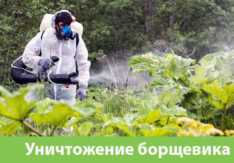 Уничтожение Борщевика в городе Крвсноярск