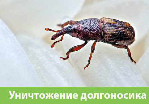 Уничтожение долгоносиков в городе Крвсноярск