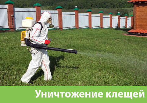 Уничтожение клещей в городе Крвсноярск