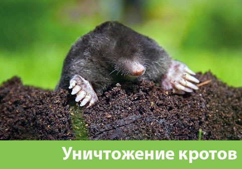 Уничтожение кротов в городе Крвсноярск