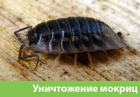 Мокрицы в квартире в городе Крвсноярск