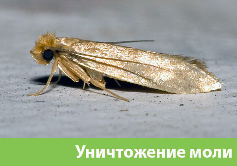 Уничтожение моли в городе Крвсноярск 