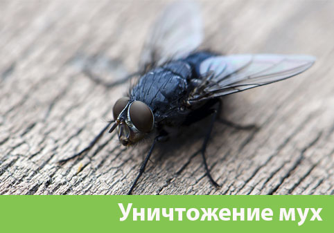Уничтожение мух в городе Крвсноярск