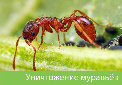 Уничтожение муравьёв в городе Крвсноярск