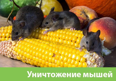 Уничтожение мышей в Красноярске